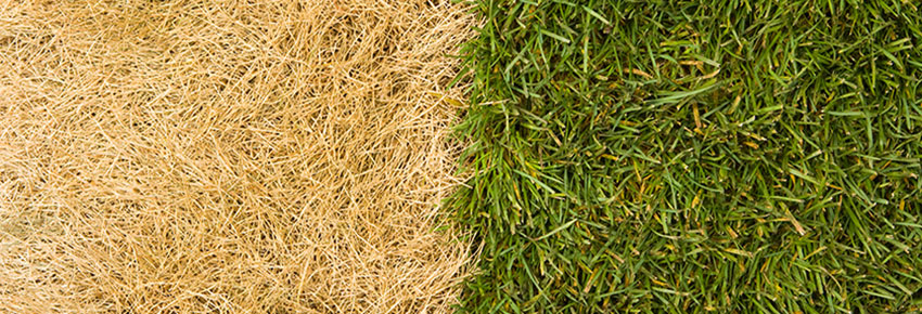 Rasenkrankheit (Trockenheit) im Vergleich zu einem gesunden Rasen.