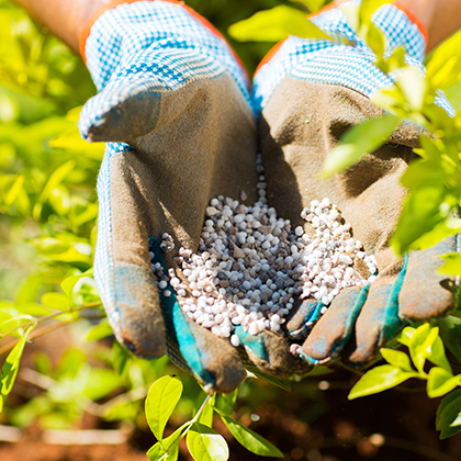 Mensch hat Dünger in der Hand, außerdem trägt er blaue Handschuhe.