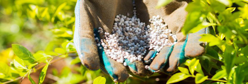 D&uuml;ngen im Sommer
H&auml;nde in Handschuhen haben D&uuml;nger in der Hand