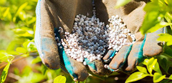 D&uuml;ngen im Sommer
H&auml;nde in Handschuhen haben D&uuml;nger in der Hand
