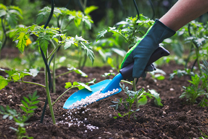 Mensch verteilt Dünger mit einer Schaufel. Er trägt dabei Gartenhandschuhe.
