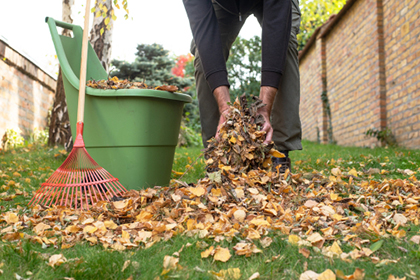Mensch sammelt Laub mit einem Recher zusammen und gibt es in einen Kübel.