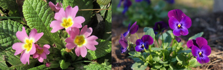 Gartenarbeit Ende Winter
Pflanzen, Gemüse und Kräuter
Blumen