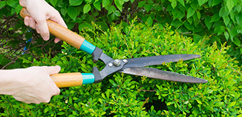 Mensch schneidet eine Buchsbaumhecke mit einer Handheckenschere.
