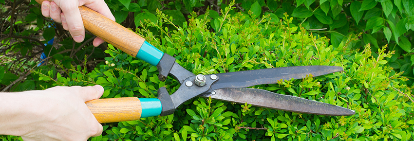 Mensch schneidet eine Buchsbaumhecke mit einer Handheckenschere.