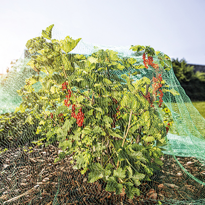 Insekten auf der Pflanze werden abgehalten von einem Insektenschutznetz.