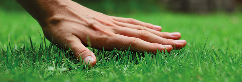 Hand ber&uuml;hrt gesunden Rasen.