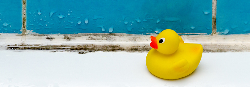 Schimmel im Hintergrund, im Vordergrund eine Badeente.