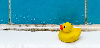 Schimmel im Hintergrund, im Vordergrund eine Badeente.