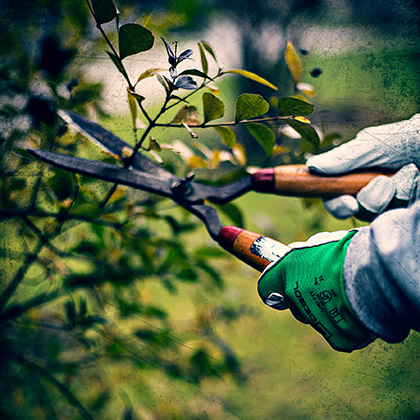 Arbeitshandschuhe: Garten: Äste schneiden