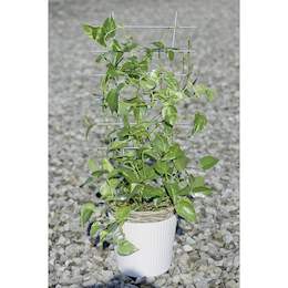 1174301 - Blumenst&uuml;tze Metall 77x34cm