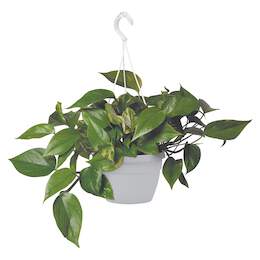 1219489 - Blumenampel Ciotola wei&szlig; Wasser-Reserv., Aufh&auml;ng. 25cm